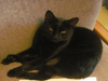 bosik the lucky black cat